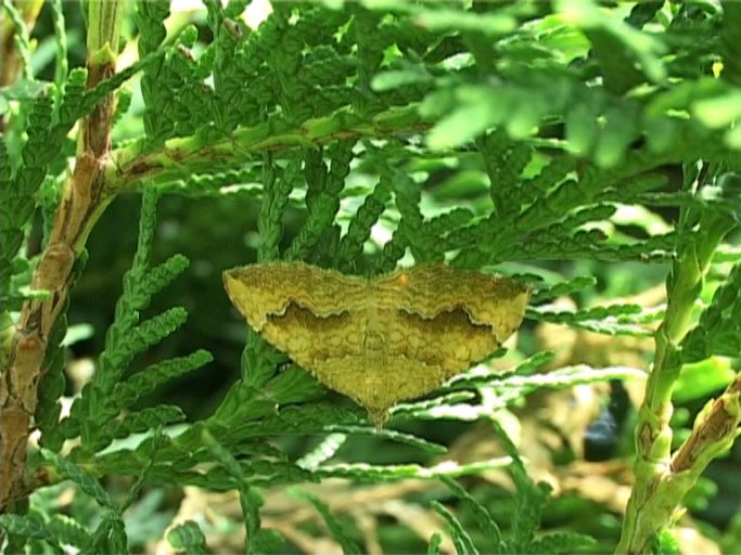 Ockergelber Blattspanner ( Camptogramma bilineata ) : Moers, in unserem Garten, 14.07.2004